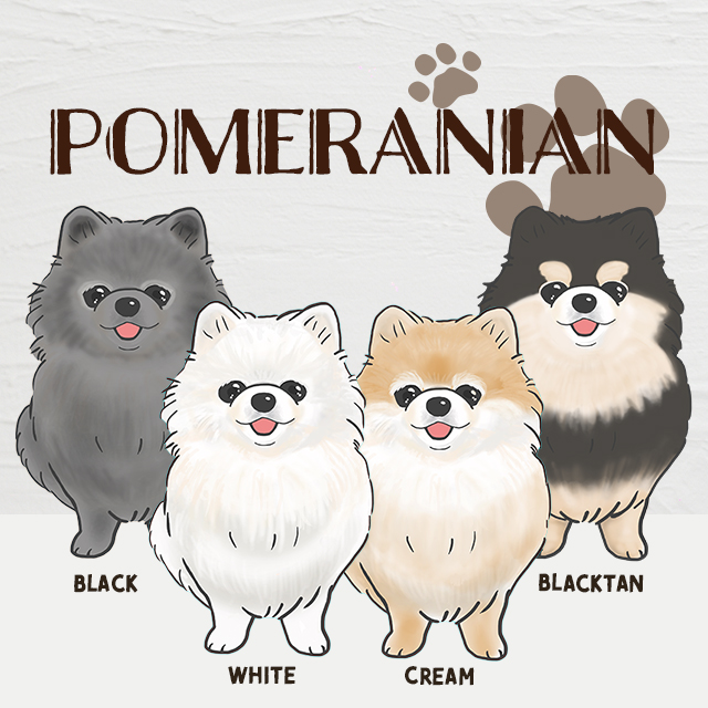 Pomeranian_new